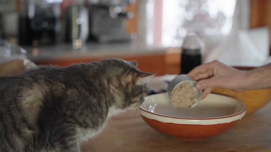 Homemade cat food