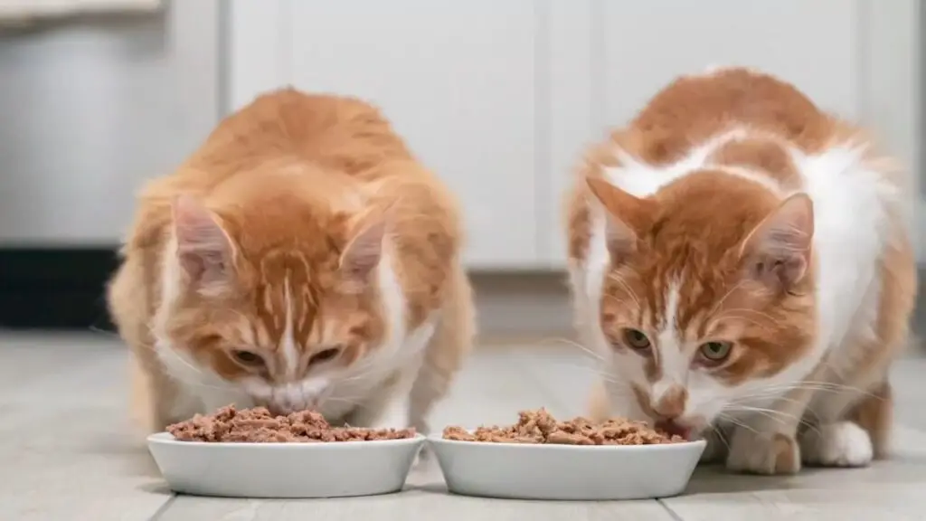 High calorie cat food