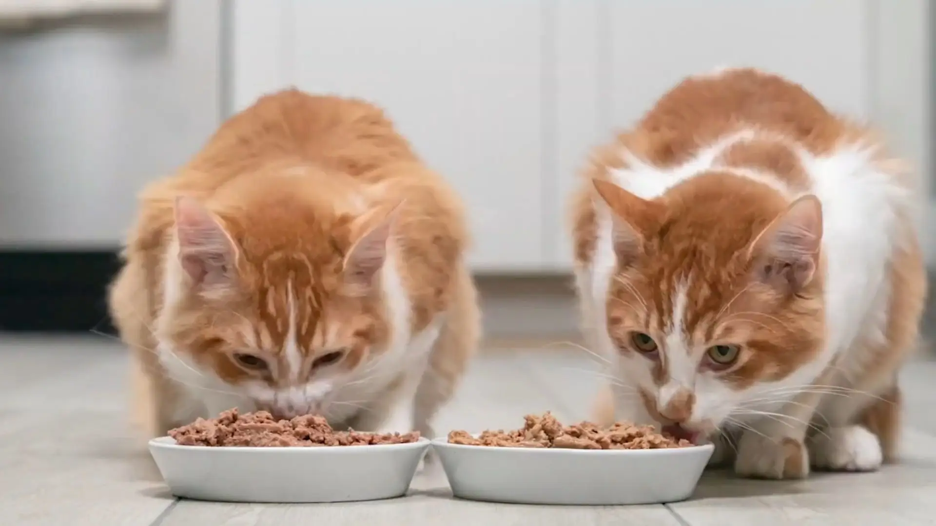 High-calorie cat foods