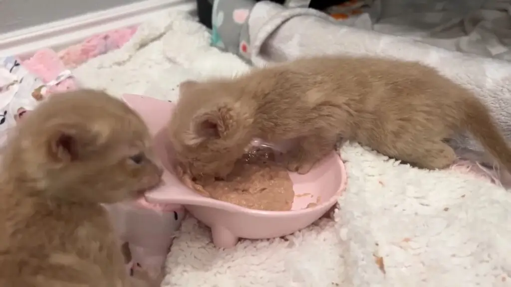 Wet cat food for kittens