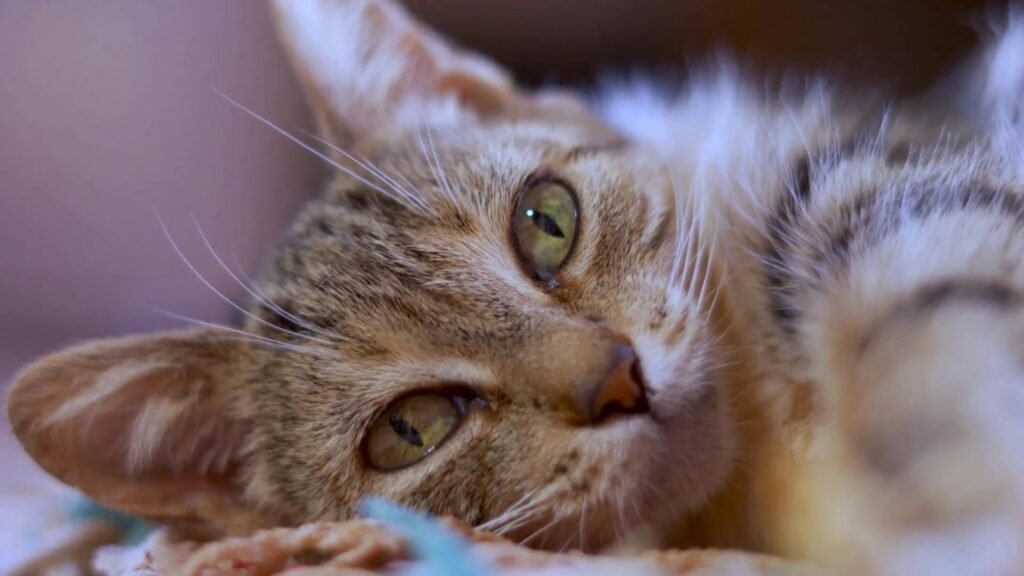 Pregnant cat behavior