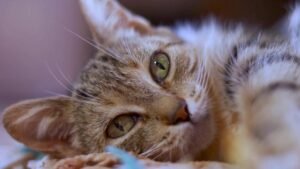 Pregnant cat behavior