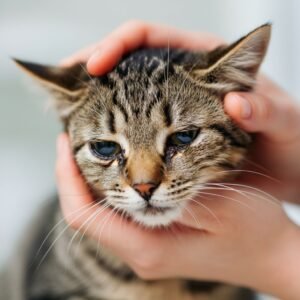 Cat runny nose