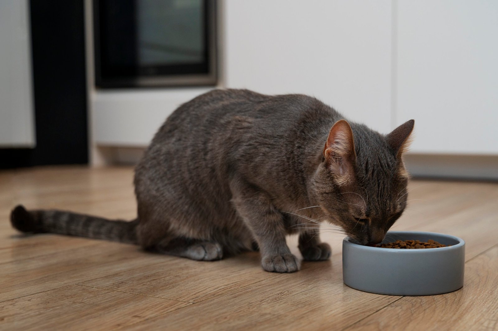 Gray cat eating high-protein dry cat food from a bowl on the floor