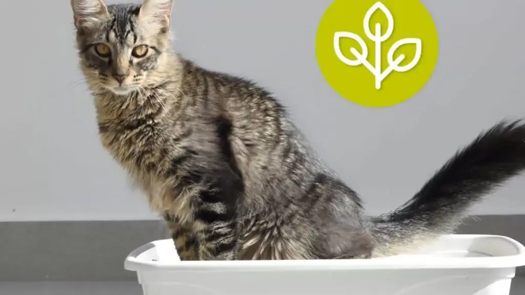 Eco-friendly cat litter