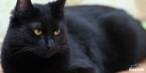 Black cat breed