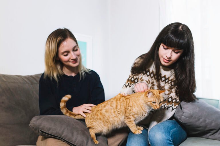 New cat owner guide
