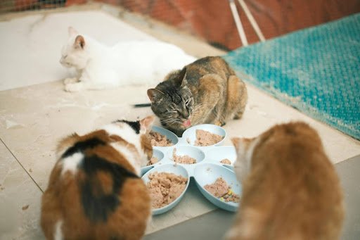 Group of cat eating