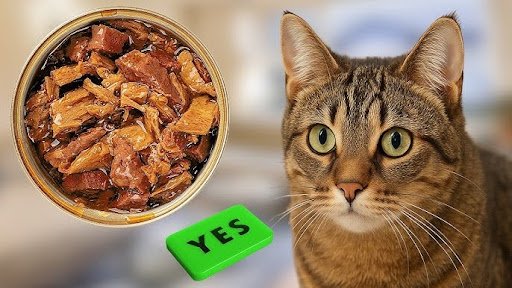 wet food for cat