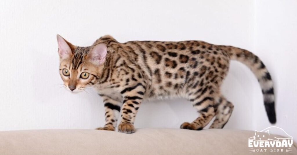 Bengal cat health