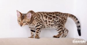 Bengal cat health