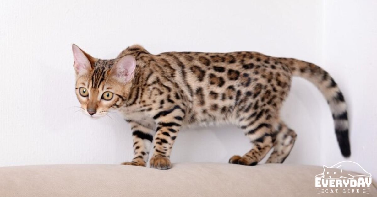 Bengal cat health
