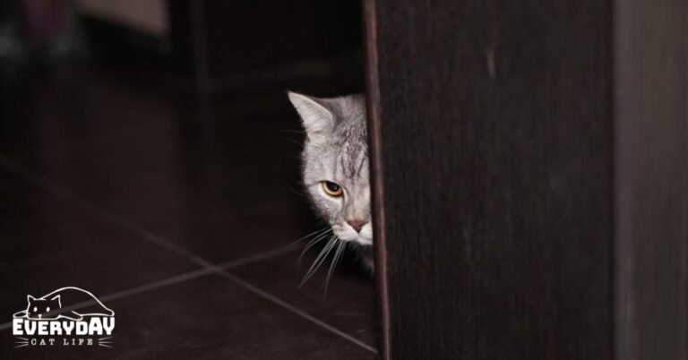 Cat hiding behind furniture in a cozy home environment.